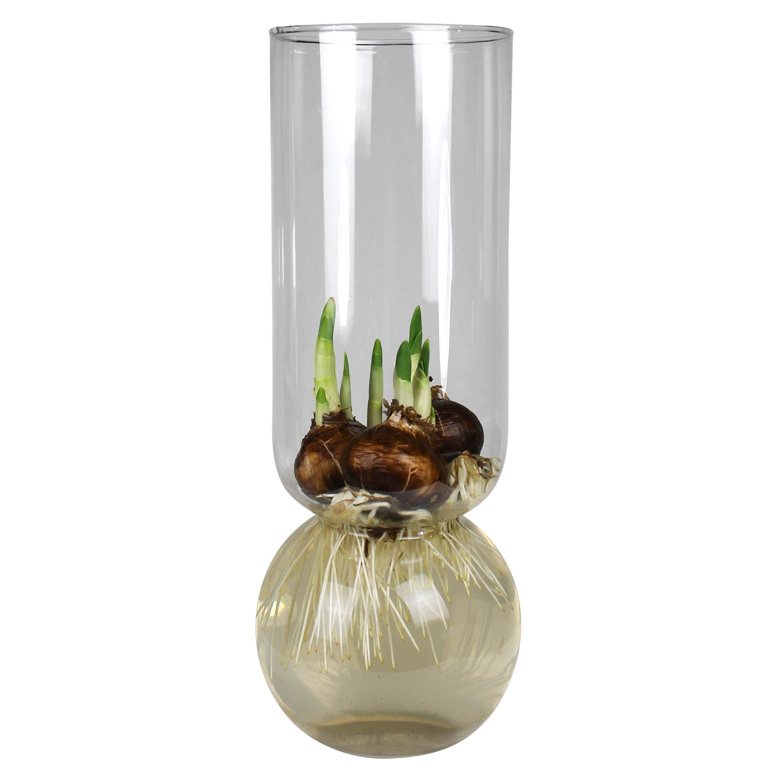 Extra Tall Bulb Vase – Clear