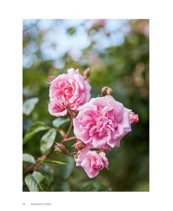 Roses In The Garden by Ngoc Minh Ngo