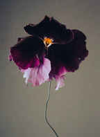 Moody Blooms Candle