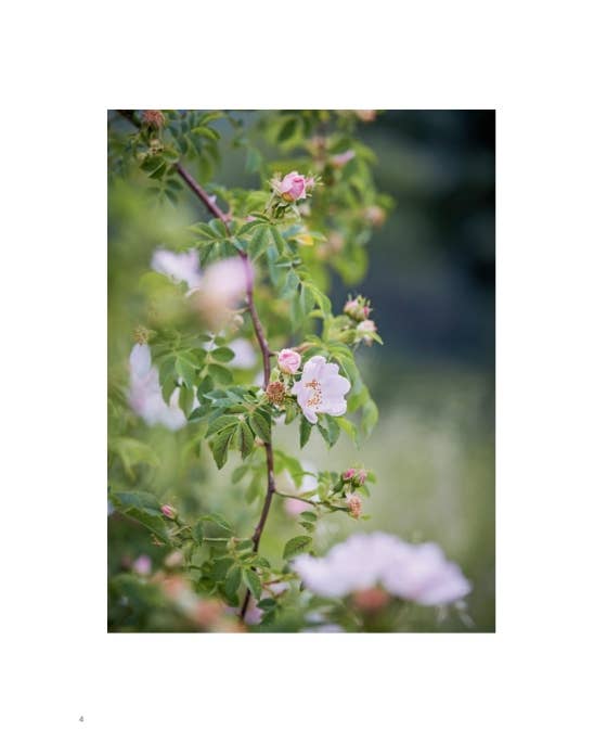 Roses In The Garden by Ngoc Minh Ngo