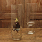Extra Tall Bulb Vase – Clear