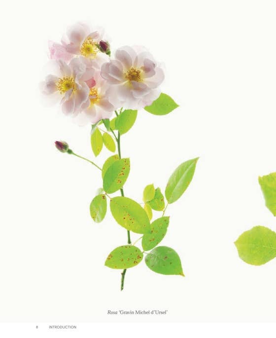 Roses In The Garden by Ngoc Minh Ngo