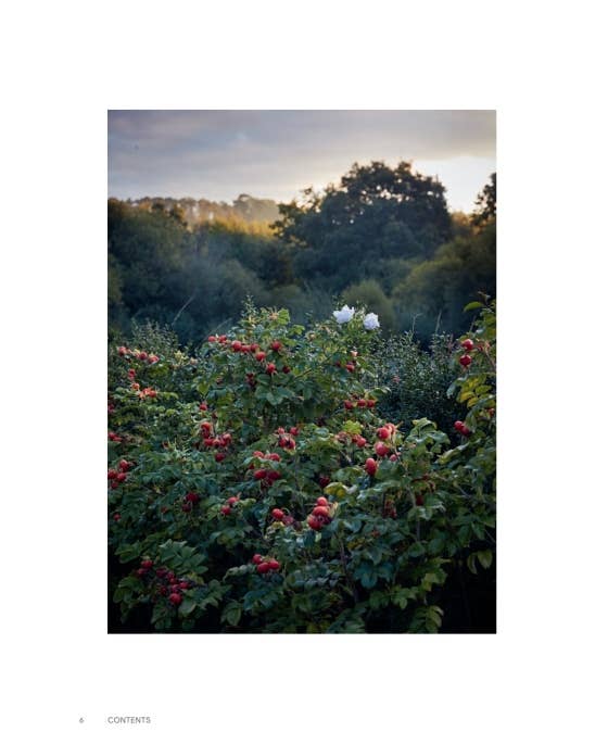 Roses In The Garden by Ngoc Minh Ngo