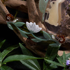Brocéliande French Lotus + Snail Barrette