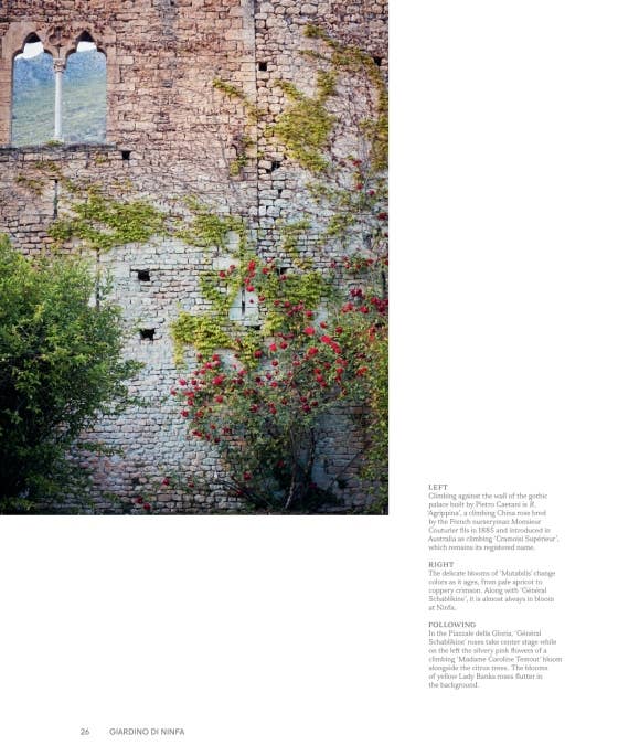 Roses In The Garden by Ngoc Minh Ngo