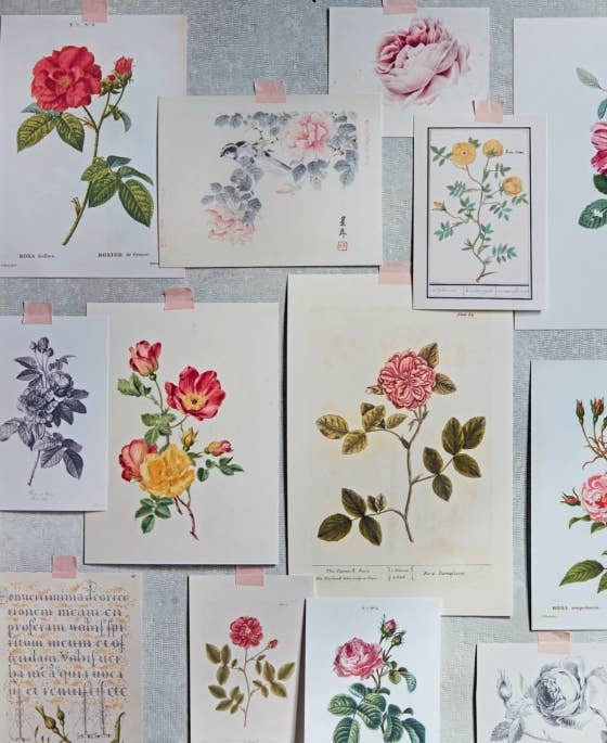 Roses In The Garden by Ngoc Minh Ngo