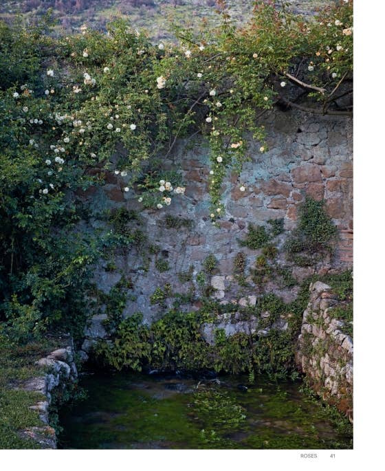 Roses In The Garden by Ngoc Minh Ngo