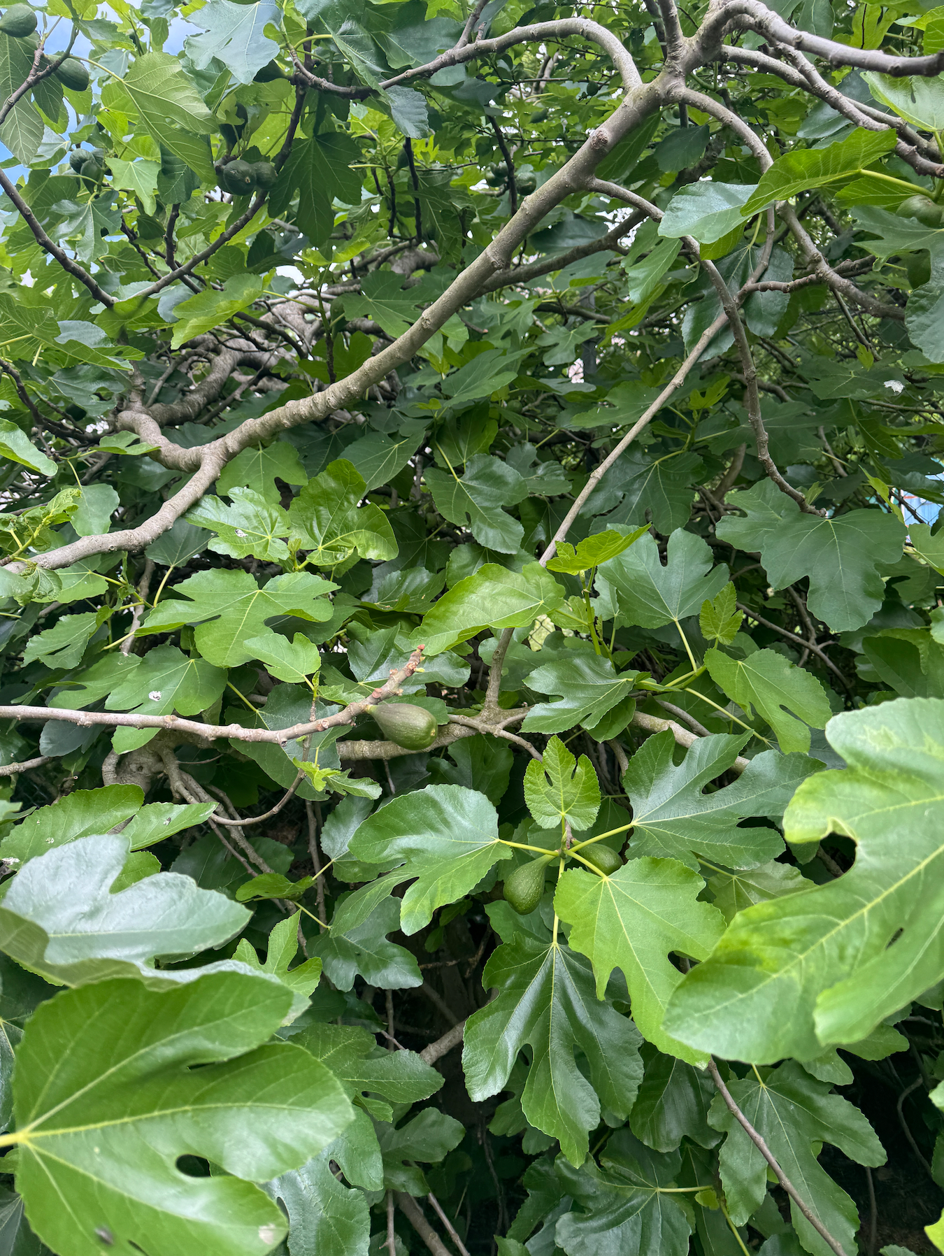 Garden Stories Candle