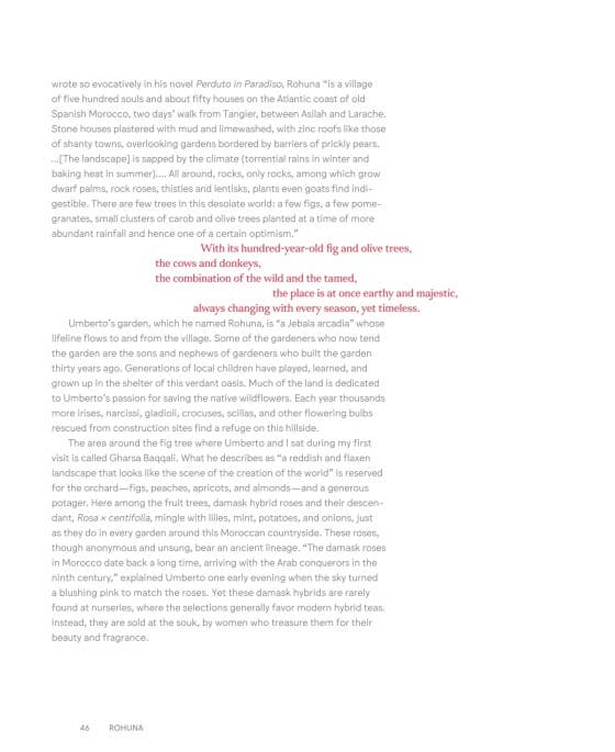 Roses In The Garden by Ngoc Minh Ngo