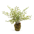 Maidenhair Fern Drop-In