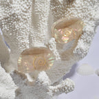 Small Shell Claw Claw