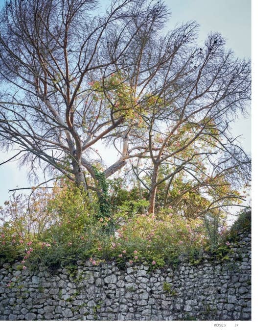 Roses In The Garden by Ngoc Minh Ngo