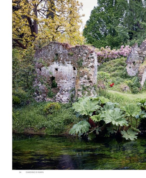 Roses In The Garden by Ngoc Minh Ngo