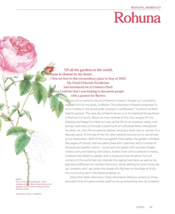 Roses In The Garden by Ngoc Minh Ngo